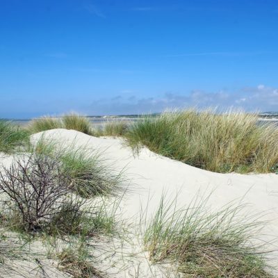 Oyat des dunes